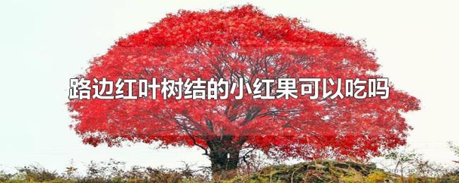 路边红叶树结的小红果可以吃吗 路边红叶树结的小红果可以吃吗