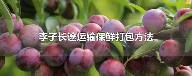 李子长途运输保鲜打包方法