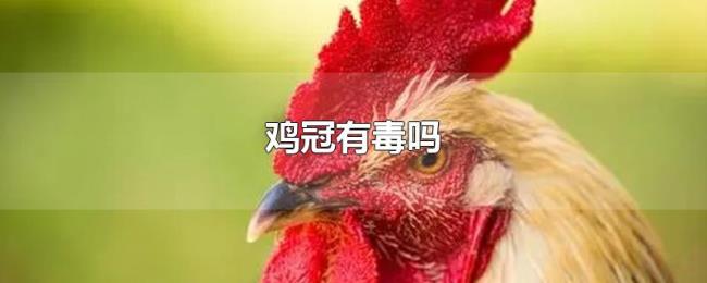 鸡冠有毒吗 鸡冠有毒吗