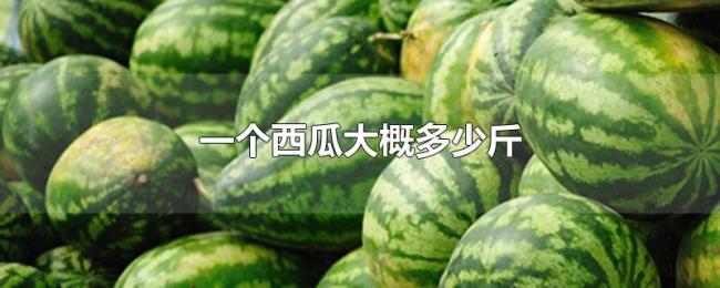 一个西瓜大概多少斤 一个西瓜大概多少斤