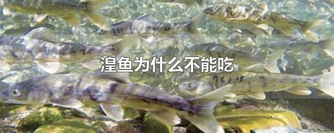 湟鱼为什么不能吃 湟鱼为什么不能吃