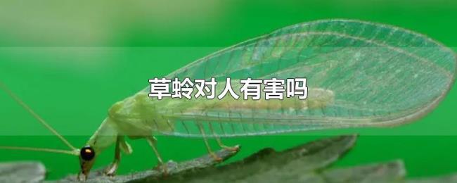草蛉对人有害吗