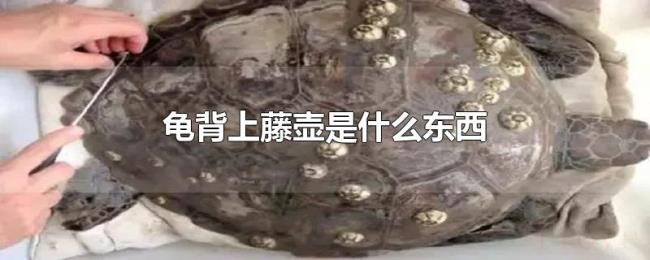 龟背上藤壶是什么东西 龟背上藤壶是什么东西