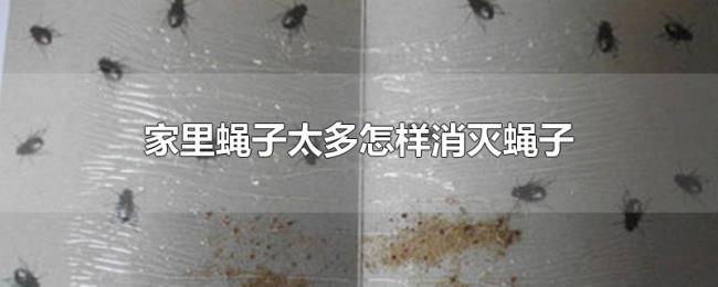 家里蝇子太多怎样消灭蝇子 家里蝇子太多怎样消灭蝇子