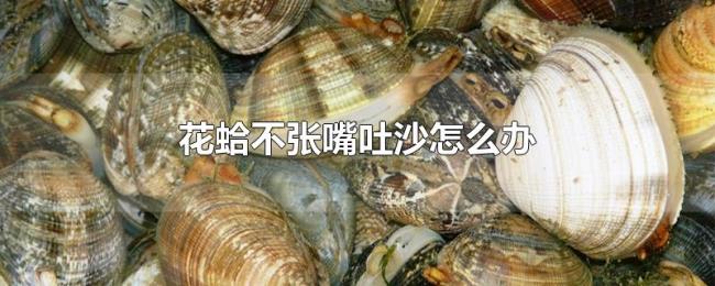 花蛤不张嘴吐沙怎么办 花蛤不张嘴吐沙怎么办