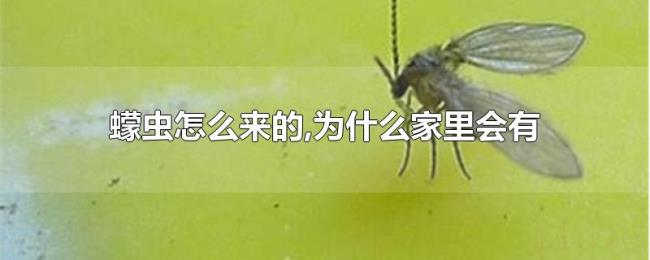 蠓虫怎么来的,为什么家里会有 蠓虫怎么来的,为什么家里会有