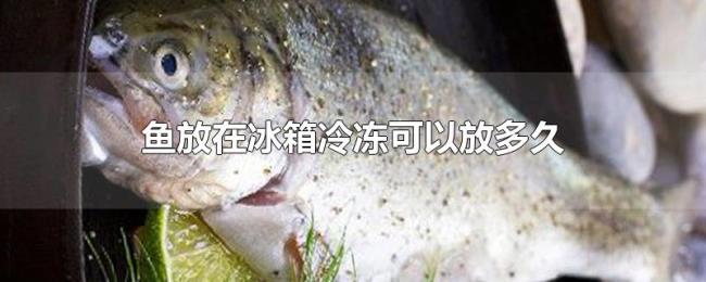 鱼放在冰箱冷冻可以放多久 鱼放在冰箱冷冻可以放多久