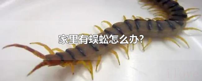 家里有蜈蚣怎么办? 家里有蜈蚣怎么办?