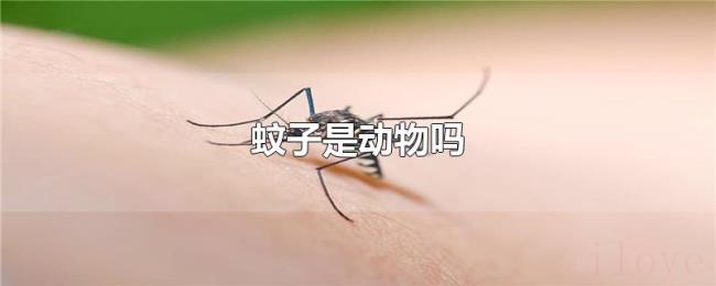蚊子是动物吗