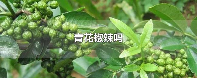 青花椒辣吗 青花椒辣吗