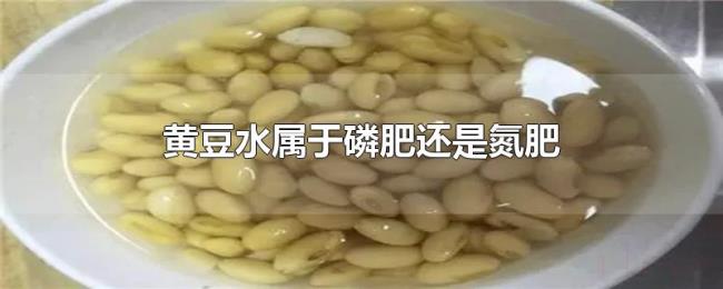 黄豆水属于磷肥还是氮肥