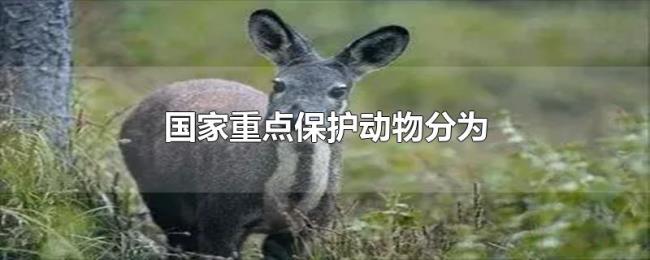 国家重点保护动物分为