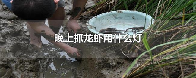 晚上抓龙虾用什么灯