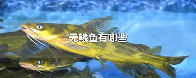 无鳞鱼有哪些