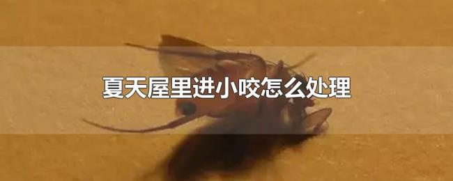 夏天屋里进小咬怎么处理