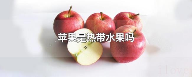 苹果是热带水果吗