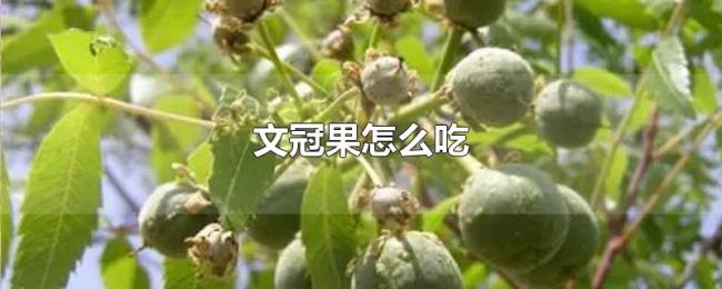 文冠果怎么吃 文冠果怎么吃