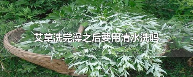 艾草洗完澡之后要用清水洗吗