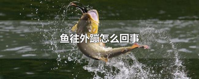 鱼往外蹦怎么回事 鱼往外蹦怎么回事