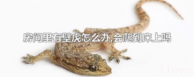 房间里有壁虎怎么办,会爬到床上吗
