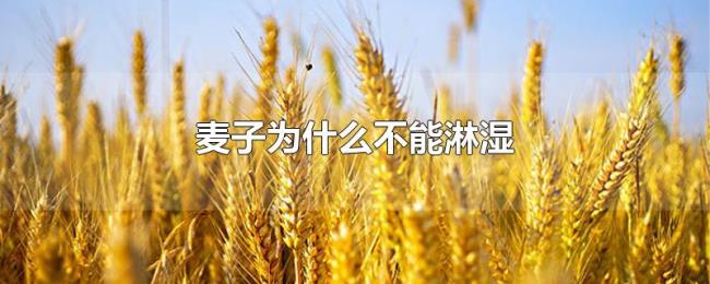 麦子为什么不能淋湿 麦子为什么不能淋湿