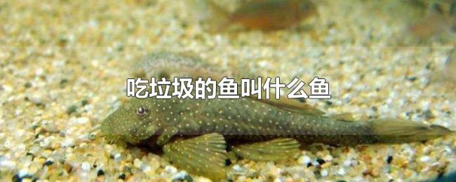 吃垃圾的鱼叫什么鱼 吃垃圾的鱼叫什么鱼