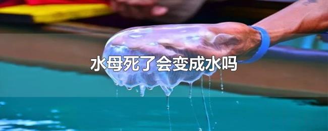 水母死了会变成水吗 水母死了会变成水吗
