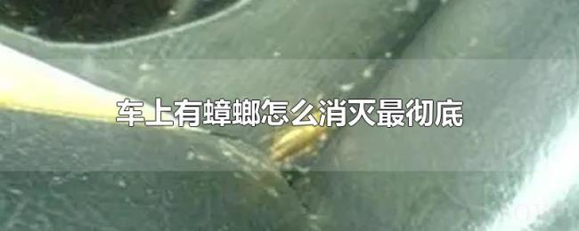 车上有蟑螂怎么消灭最彻底 车上有蟑螂怎么消灭最彻底