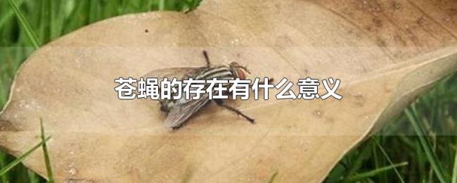 苍蝇的存在有什么意义 苍蝇的存在有什么意义