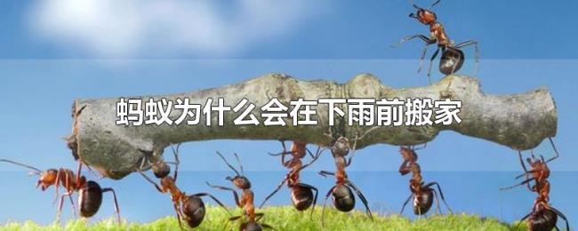 蚂蚁为什么会在下雨前搬家 蚂蚁为什么会在下雨前搬家