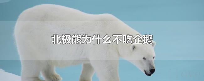 北极熊为什么不吃企鹅 北极熊为什么不吃企鹅