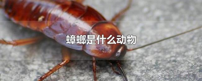 蟑螂是什么动物 蟑螂是什么动物