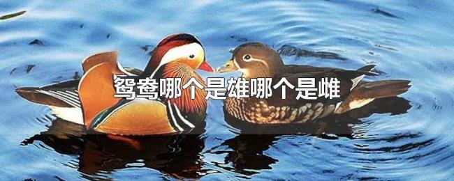 鸳鸯哪个是雄哪个是雌 鸳鸯哪个是雄哪个是雌