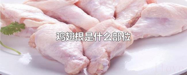 鸡翅根是什么部位 鸡翅根是什么部位