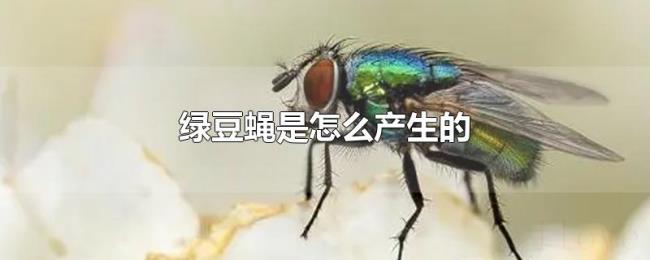 绿豆蝇是怎么产生的 绿豆蝇是怎么产生的