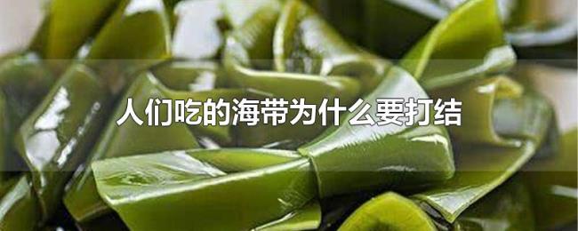 人们吃的海带为什么要打结 人们吃的海带为什么要打结
