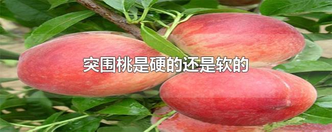 突围桃是硬的还是软的 突围桃是硬的还是软的