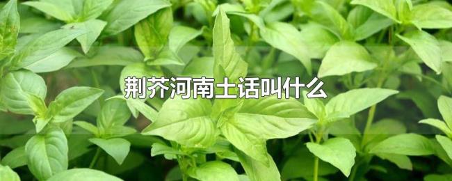 荆芥河南土话叫什么 荆芥河南土话叫什么