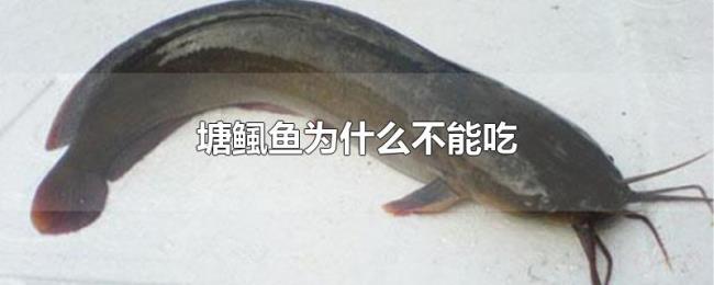 塘鲺鱼为什么不能吃 塘鲺鱼为什么不能吃