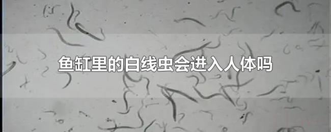 鱼缸里的白线虫会进入人体吗 鱼缸里的白线虫会进入人体吗