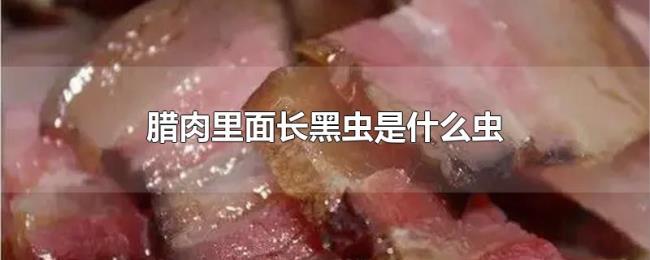 腊肉里面长黑虫是什么虫 腊肉里面长黑虫是什么虫