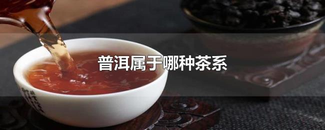 普洱属于哪种茶系 普洱属于哪种茶系