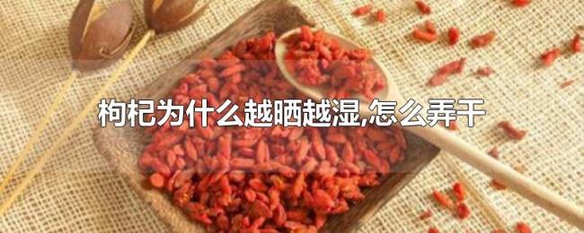 枸杞为什么越晒越湿,怎么弄干 枸杞为什么越晒越湿,怎么弄干
