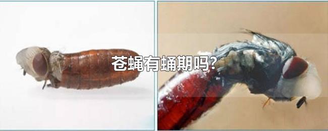 苍蝇有蛹期吗? 苍蝇有蛹期吗?