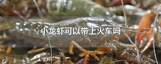 小龙虾可以带上火车吗 小龙虾可以带上火车吗