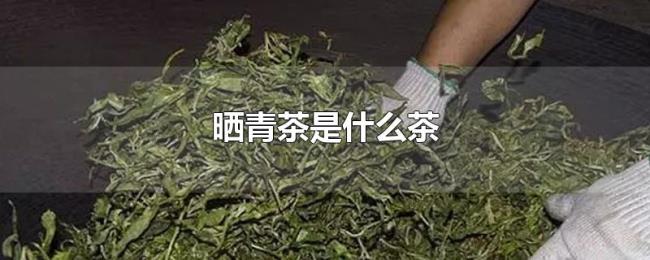 晒青茶是什么茶 晒青茶是什么茶