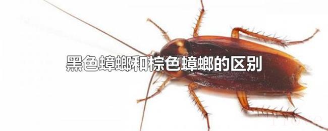 黑色蟑螂和棕色蟑螂的区别 黑色蟑螂和棕色蟑螂的区别