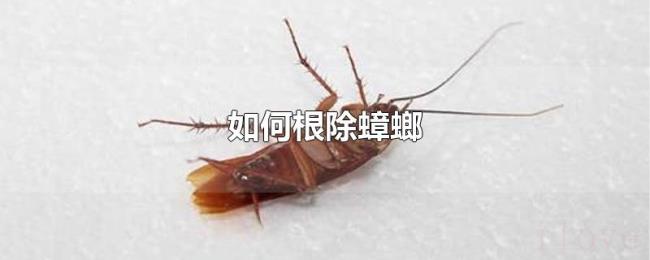 如何根除蟑螂 如何根除蟑螂