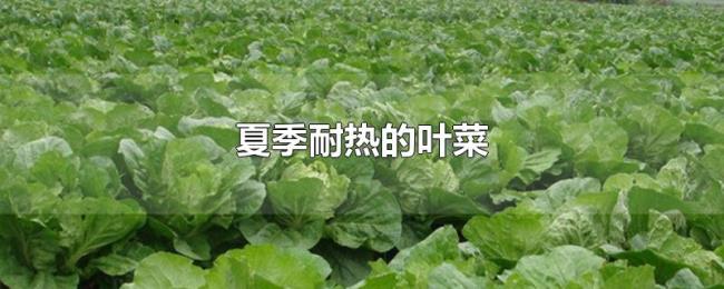 夏季耐热的叶菜 夏季耐热的叶菜