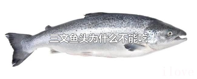 三文鱼头为什么不能吃